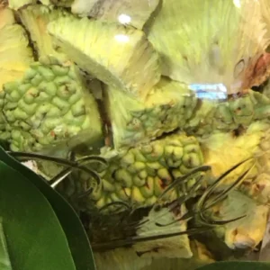 Hedge Apple Capsules